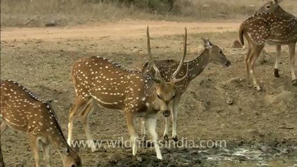 sariska-hdc-88-7.mov