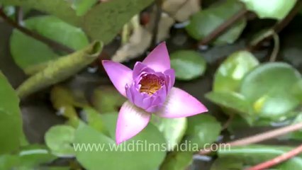 time lapse of water lily-1.mov