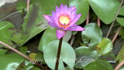 Time lapse of water lily