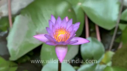 time lapse of water lily-3.mov