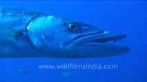 under water-great barracuda .mov