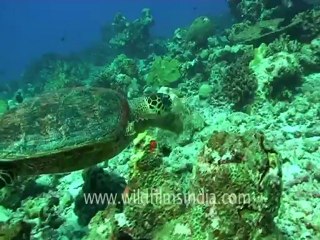 under water-hawks bill turtle 2.mov