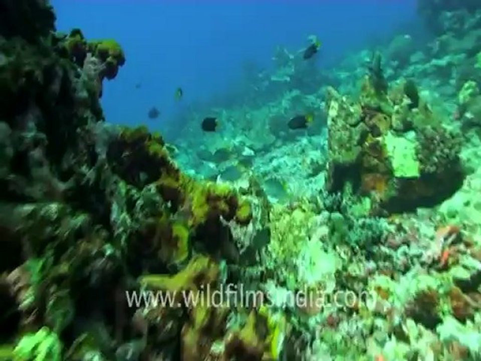 under water-hawks bill turtle 3.mov