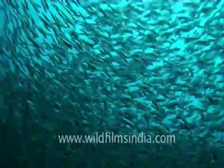 under water-leopard shark 2.mov