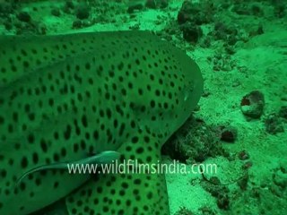 under water-leopard shark 3.mov