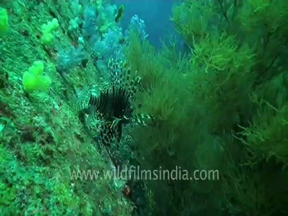 under water-lion fish.mov
