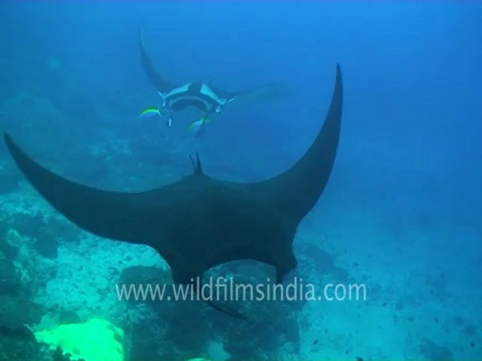 under water-manta.mov