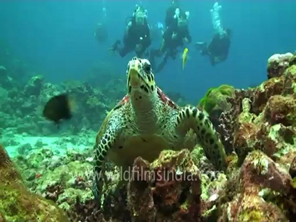 under water-scuba divers 1.mov