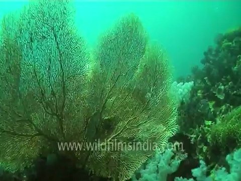 under water-swim over corals 6 .mov