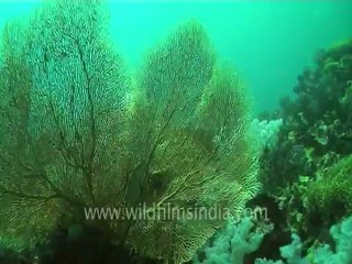 under water-swim over corals 6 .mov
