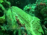 under water-swim over corals 5 .mov