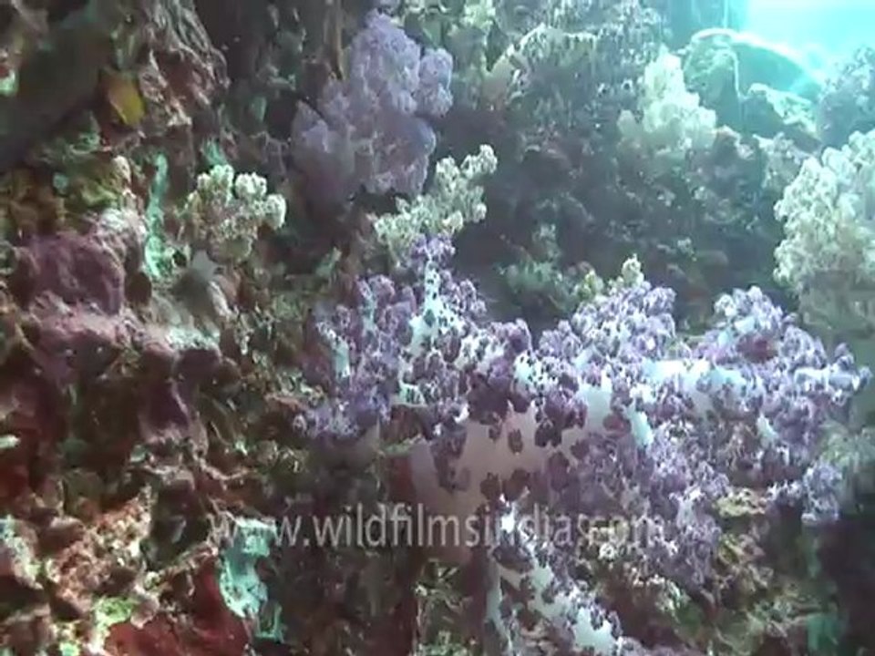 under water-swim over corals 8 .mov