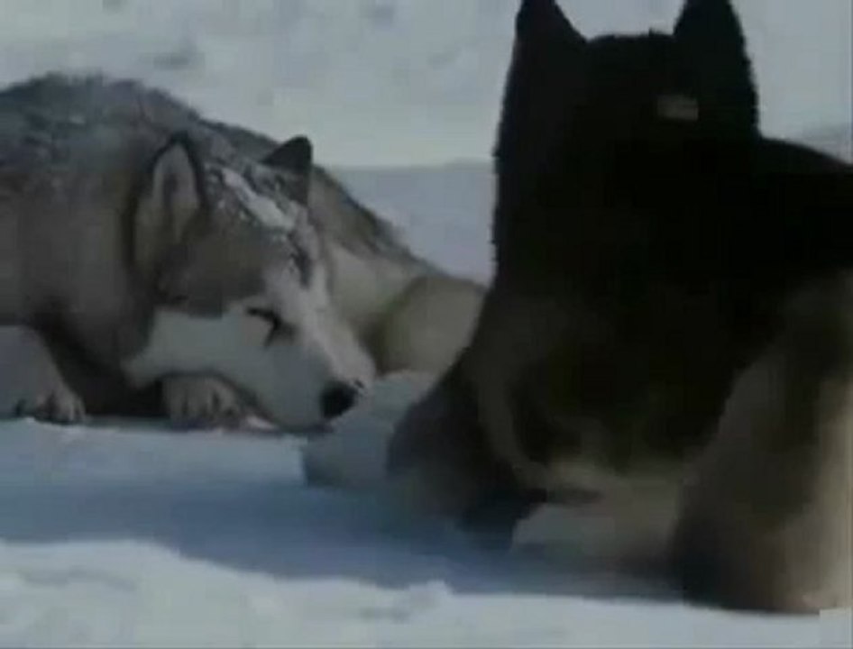 Yalniz Kurt - Canlandirma Sesliberaberiz.com Sesliberaberiz Sesli beraberiz