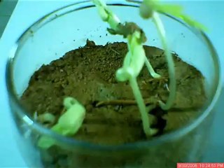 bean sprout germination