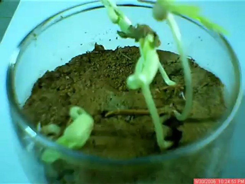 bean sprout germination