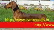 Puppies for Sale in Chennai,Pet Dogs for Sale in Porur,Chennai,Puppies for Sale in Chennai,puppies Available in Chennai.