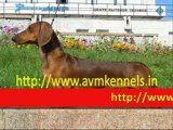 Puppies for Sale in Chennai,Pet Dogs for Sale in Porur,Chennai,Puppies for Sale in Chennai,puppies Available in Chennai.