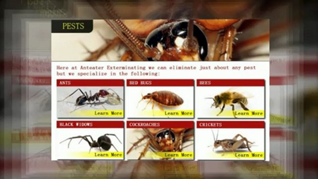 Pest Control Phoenix - (623) 877-0550 - AntEater Exterminating Inc