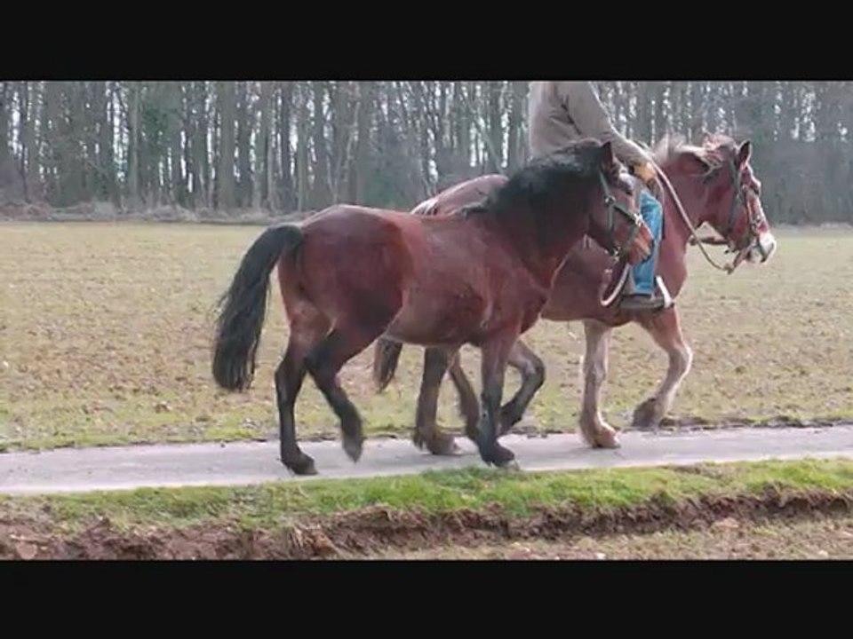 Rasta
