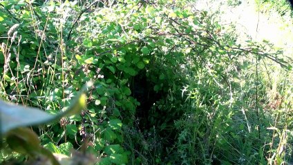 Le bruant jaune (sa nichée) seconde partie