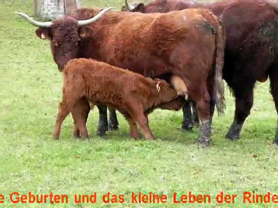 Ganadería bovina Salers VINCENT PESCHER : Vacas, Terneros y Toros en Enero 2013