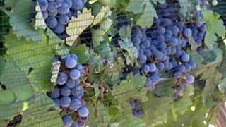 Mendoza Winery - Algodon Wine Estates: Build-A-Wine