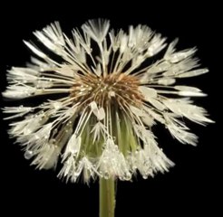 Dandelion Flower