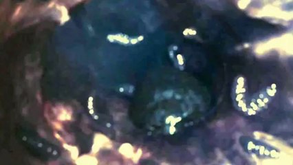 #2 The Culprit - Extrait #2 The Culprit (Anglais)