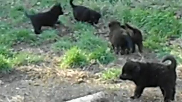 chiots Bergers Belges Le Bois d'Acacias