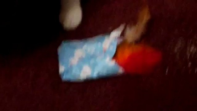 Rocky opening xmas present on xmas eve