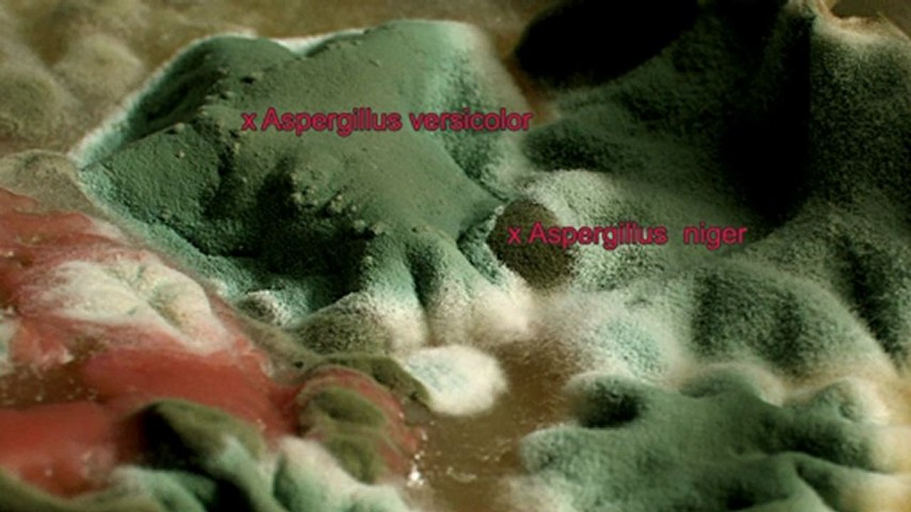 Voyage extraordinaire