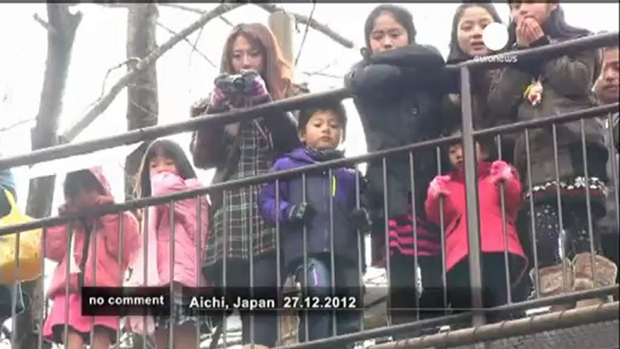 Les singes jouent avec le feu dans un zoo... - no comment