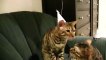Happy Birthday Bengal Cats Rocket & Rumble Linus Cat Tips