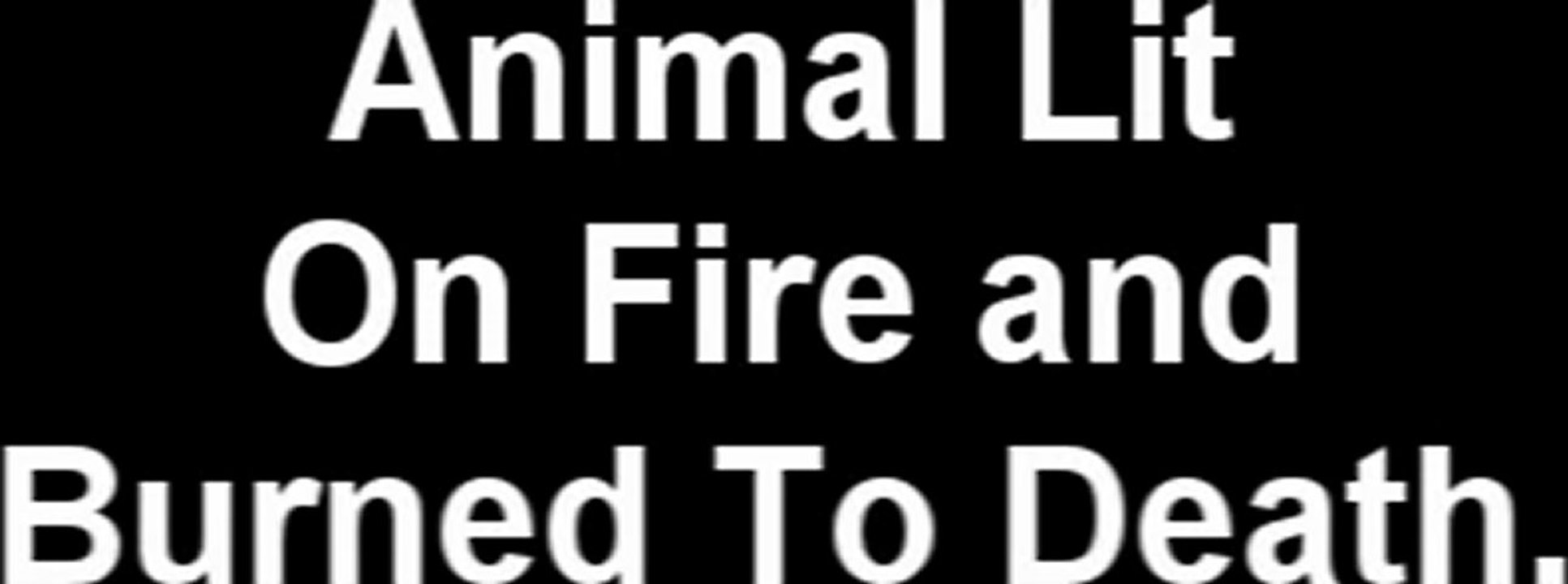 Puppy Lit On Fire And Burned To Death.