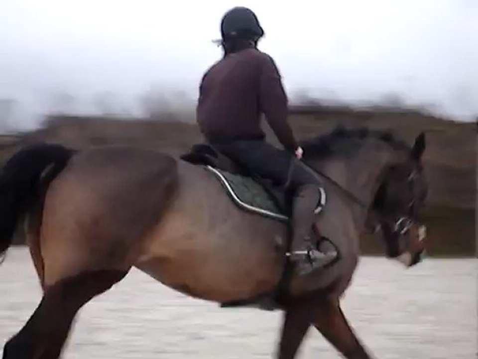 Roupy travail au galop 2