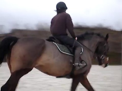 Roupy travail au galop 2
