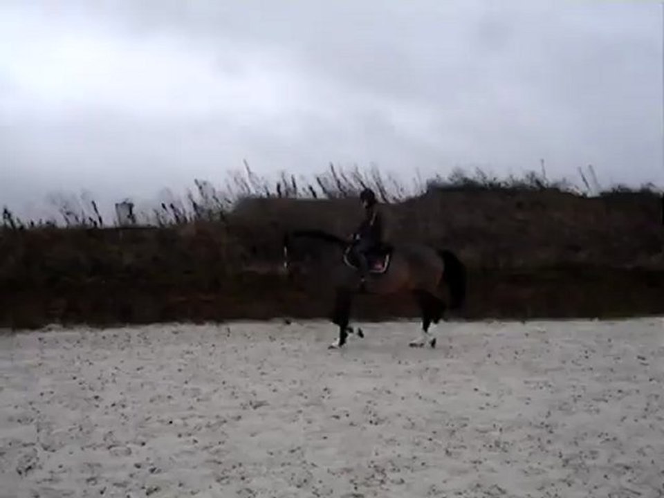 Roupy travail au trot 2
