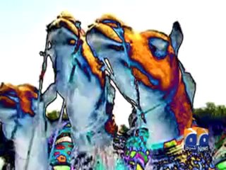 Camel Race N Feroz PKG.mp4