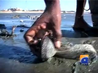 Capital Talk Baloch 2100.mp4