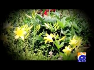 Exclusive- Bas Chaye Aman Hai (Promo).mp4