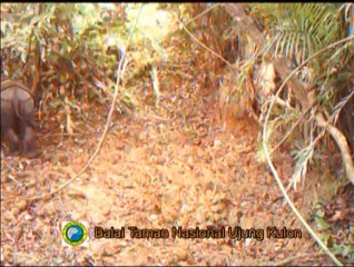 New Video Shows Juvenile Rhinos in Ujung Kulon National Park