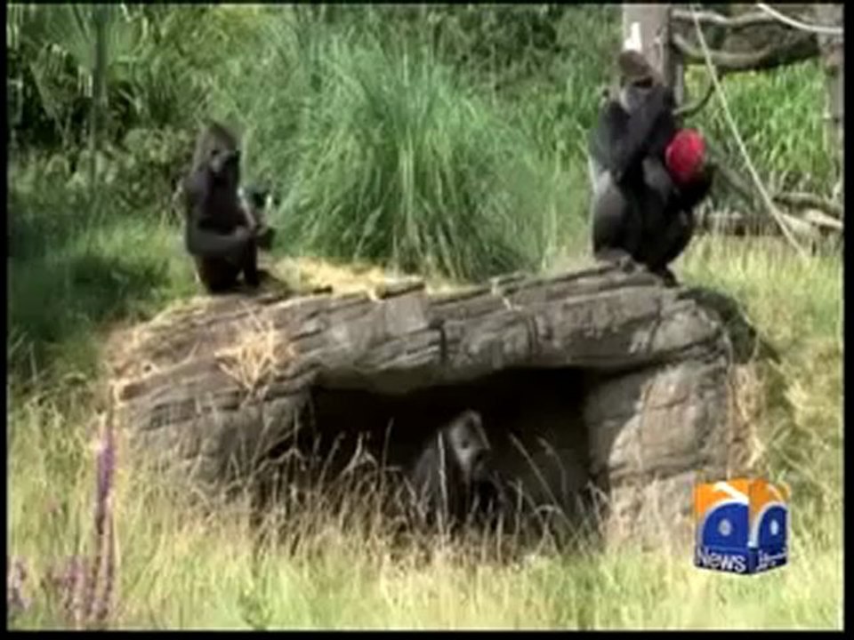 dilchasp aur ajeeb.mp4
