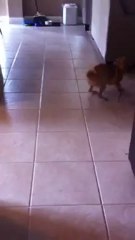 cute puggle dog