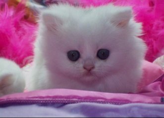 와와카지노 ◀≡≡VIP447.COM≡≡▶ 인터넷카지노사이트 룰렛룰