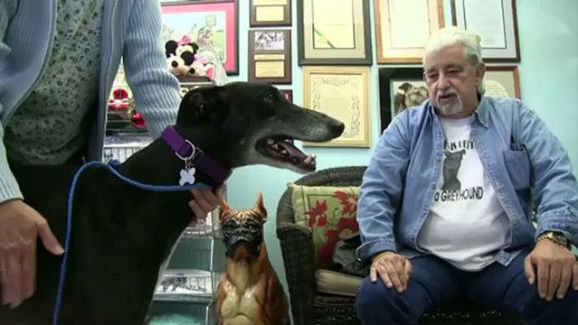 Etats-Unis: les courses de lévriers, controversées et en plein déclin