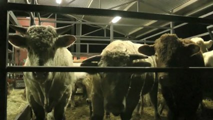 cows vet express