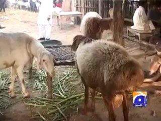 Kinds of Sacrificial Animals 17-11-2009.mp4