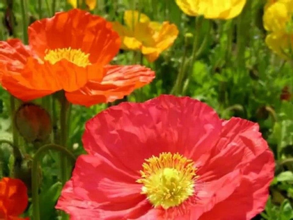 Erkan Oğur _ İsmail Hakkı Demircioğlu - Seher Yeli