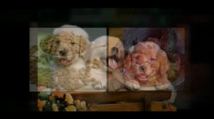 Secrets To Dog Training