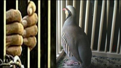 yüreğimin görüş günü